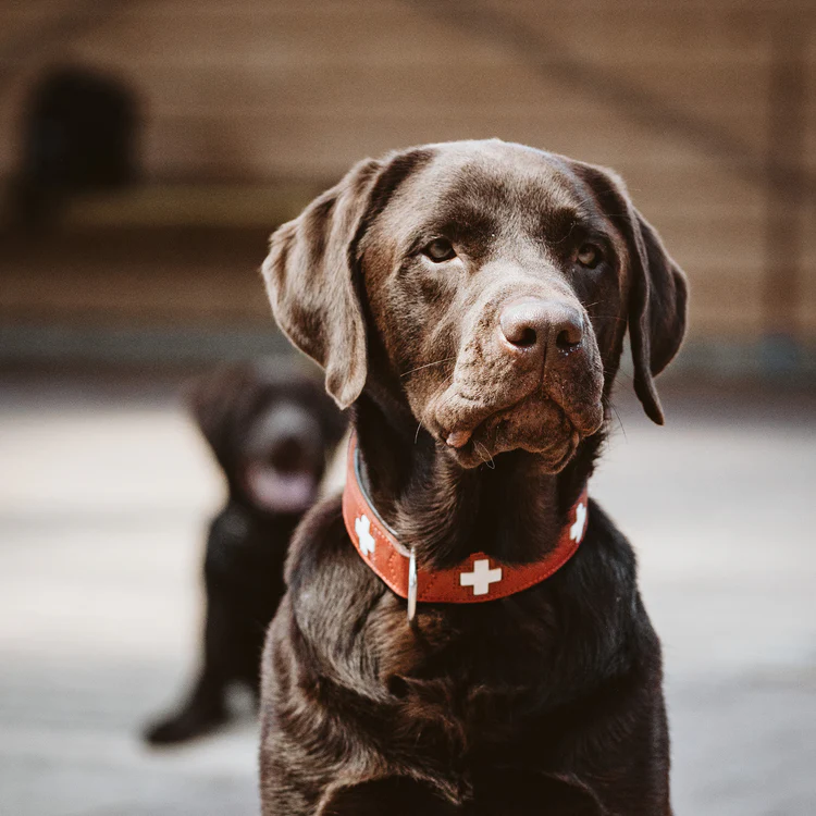 Spürhund Loki