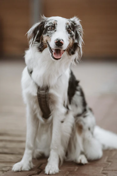 Spürhund Lu