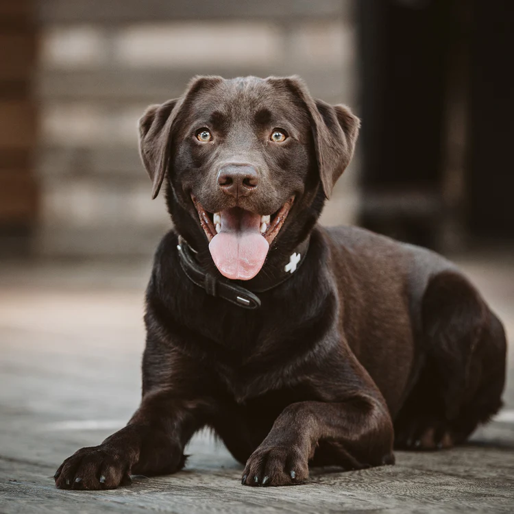 Spürhund Aaron