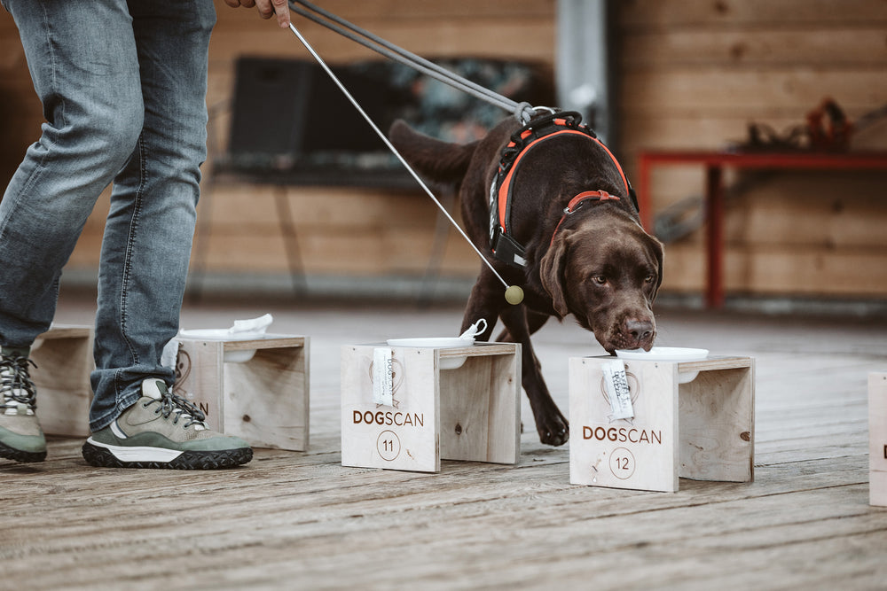 Spürhund Loki am Dogscan-Trainings-Aufbau
